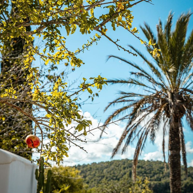 Image Can Skye Boutique Hotel & Retreat in Ibiza